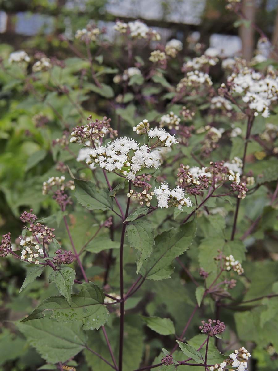 庭の様子 青と白のユーパトリウム And ガスコンロデビュー ベルと高原の家 庭の様子 青と白のユーパトリウム And ガスコンロデビュー ベルと高原の家