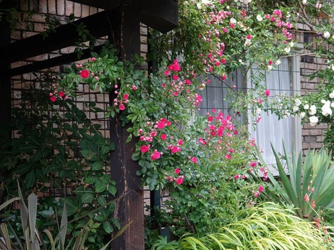DSC03811エクセルサ