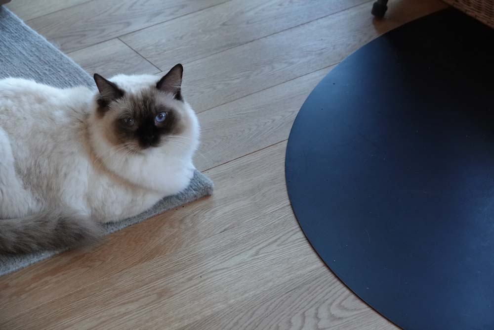 清里も寒くなってきました ミルクッチの場合 ベルと高原の家