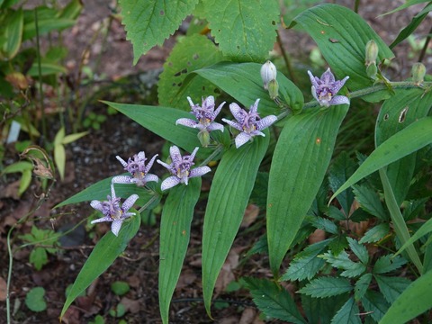 DSC00036