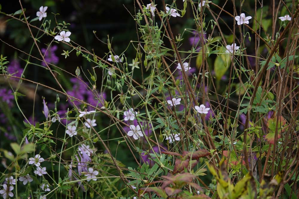 名前のわからないフウロソウが咲いています ベルと高原の家