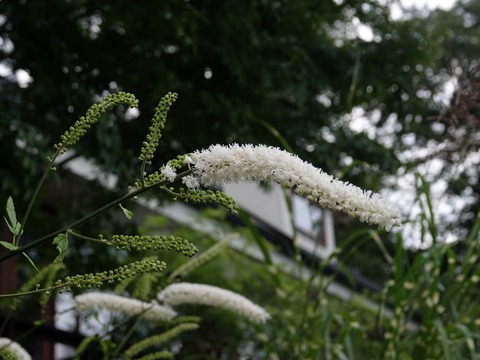 DSC09424