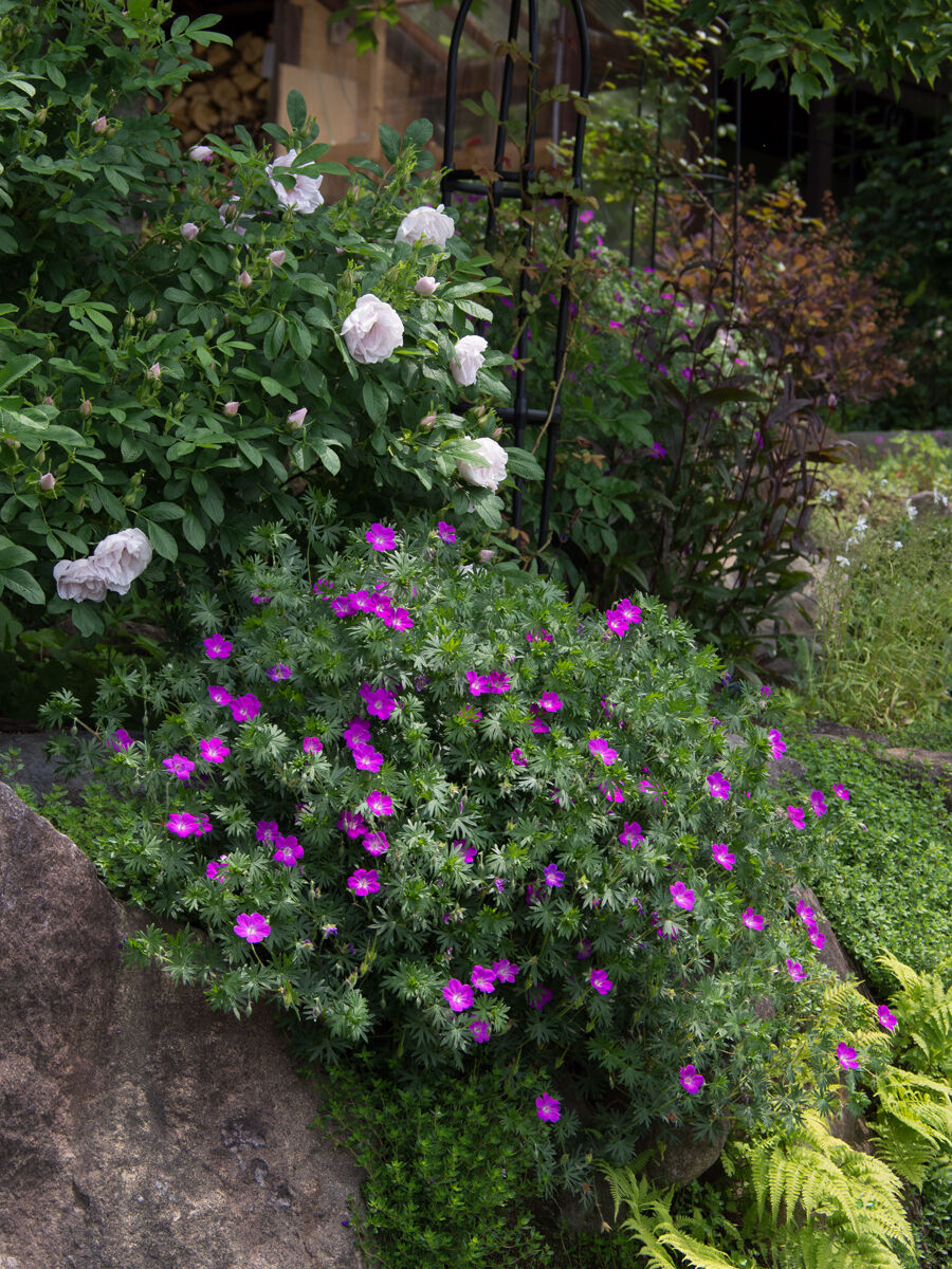 庭の様子 ベルと高原の家