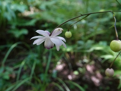 DSC08450 (2)