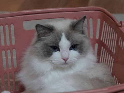 DSC04153