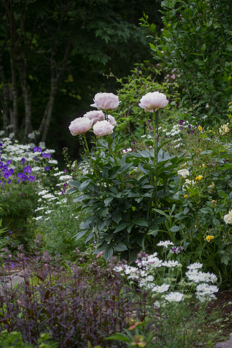 芍薬 かぐや姫 が咲く風景 ベルと高原の家 芍薬 かぐや姫 が咲く風景 ベルと高原の家