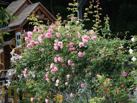 DSC03772スパニッシュビューティ