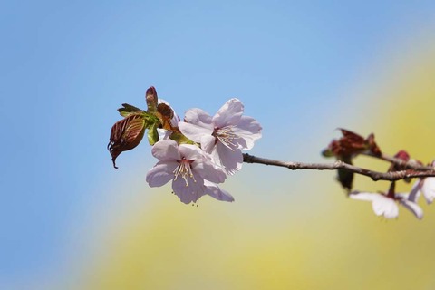 サクラDSC02929