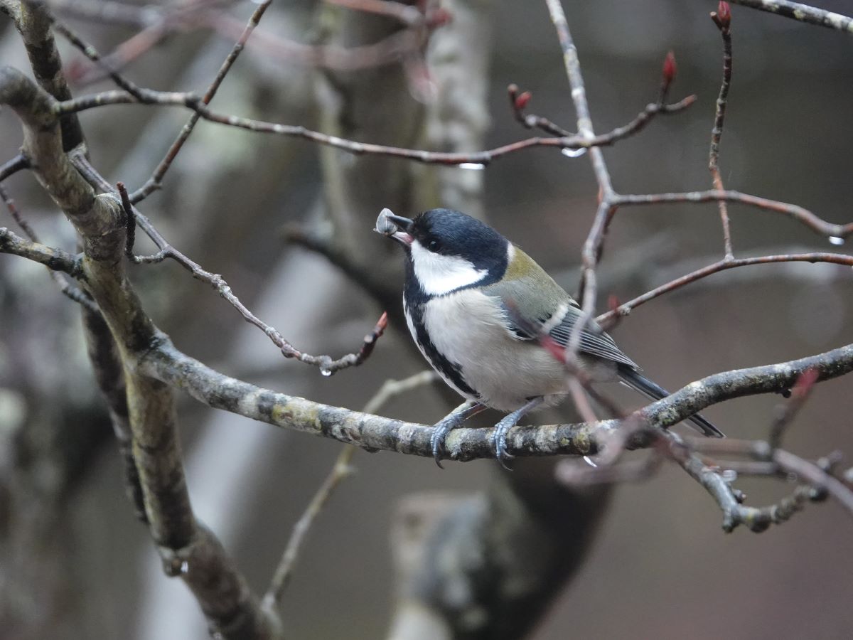 山の家に訪れる野鳥たち ミヤマホオジロなど ベルと高原の家