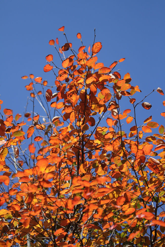 ジューンベリーの紅葉と久しぶりのの青い空 ベルと高原の家