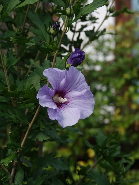DSC02634