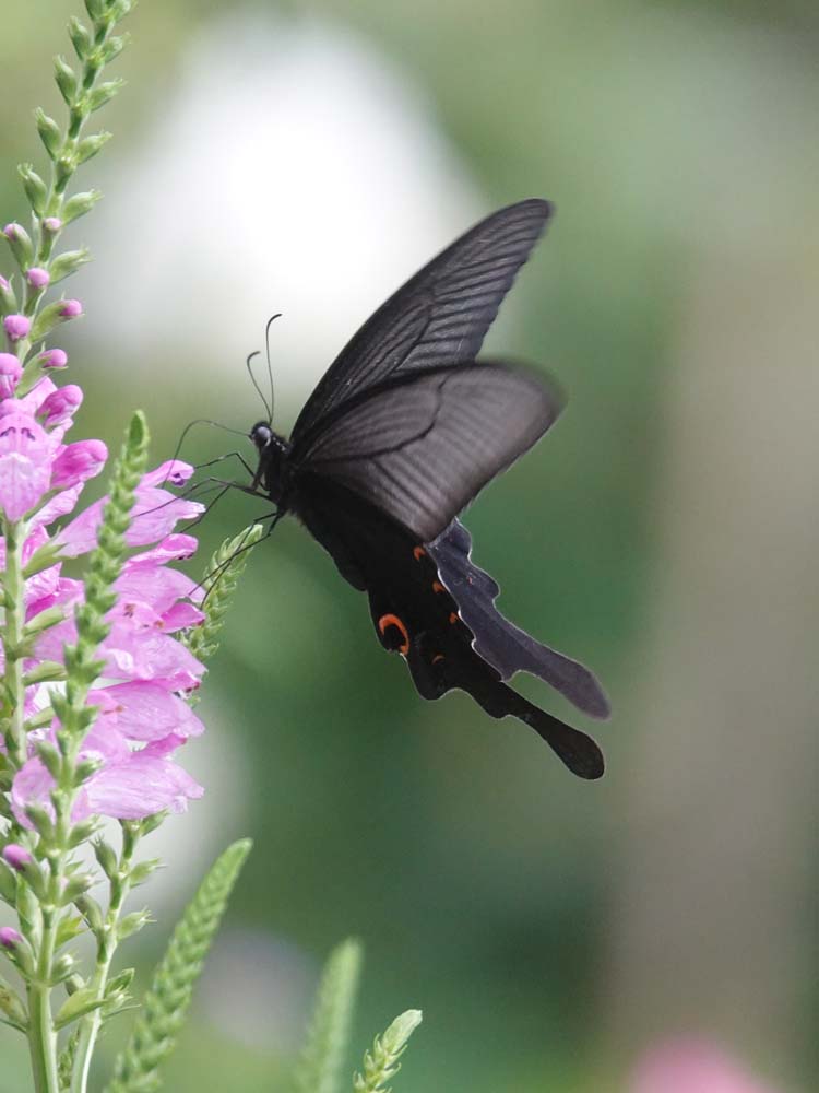 花と蝶 19 ベルと高原の家