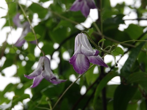 DSC05705