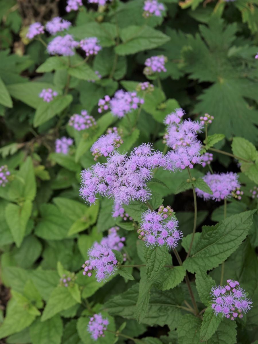 庭の様子 青と白のユーパトリウム And ガスコンロデビュー ベルと高原の家 庭の様子 青と白のユーパトリウム And ガスコンロデビュー ベルと高原の家