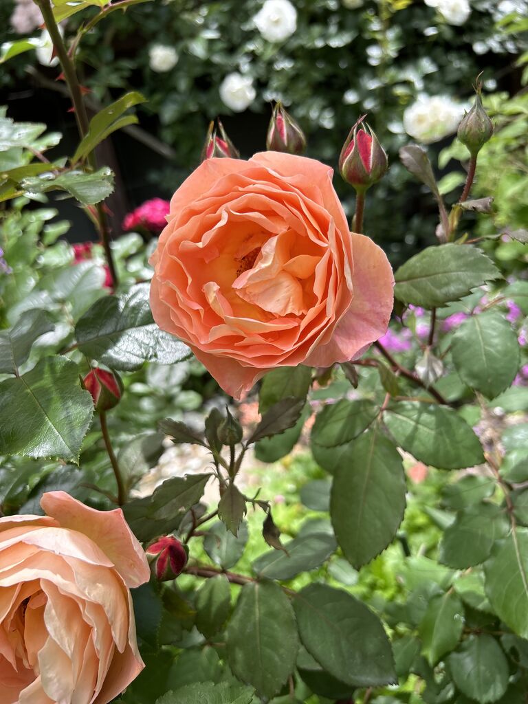 バラ レディエマハミルトン　正規品ラベル付き　廃盤品種 冬だけどまだまだ咲く廃盤イングリッシュローズ①〜レディ・エマ