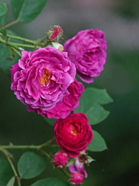 DSC03869ウィリアムロブ