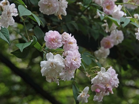 DSC03855ブルボンクイーン