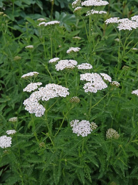 DSC04260