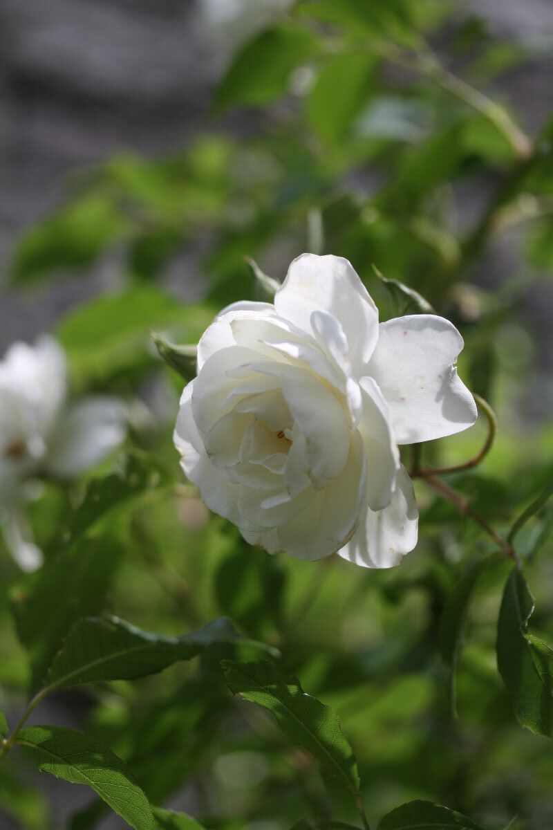 ベルと高原の家 薔薇