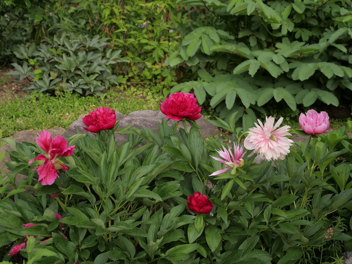 芍薬が咲き始めました ベルと高原の家