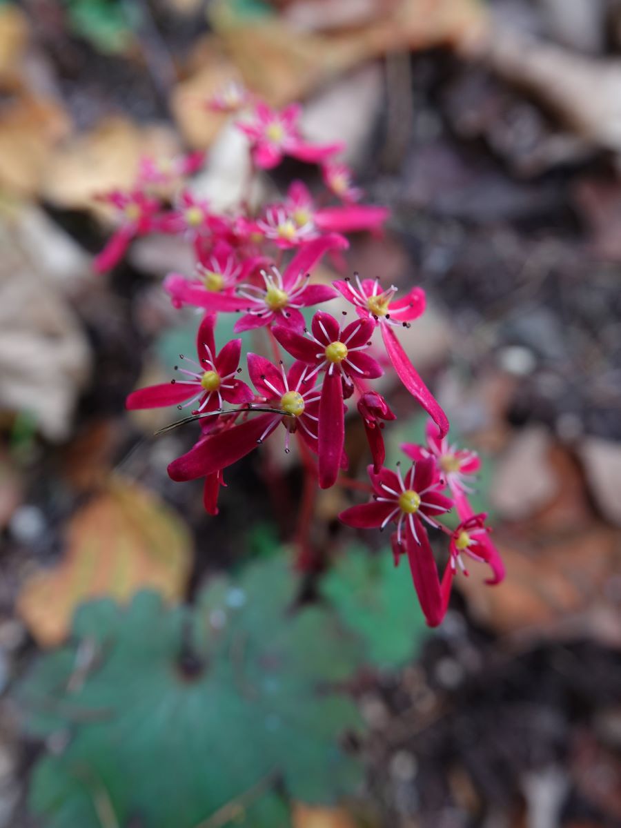 ダイモンジソウが咲き始めました ベルと高原の家