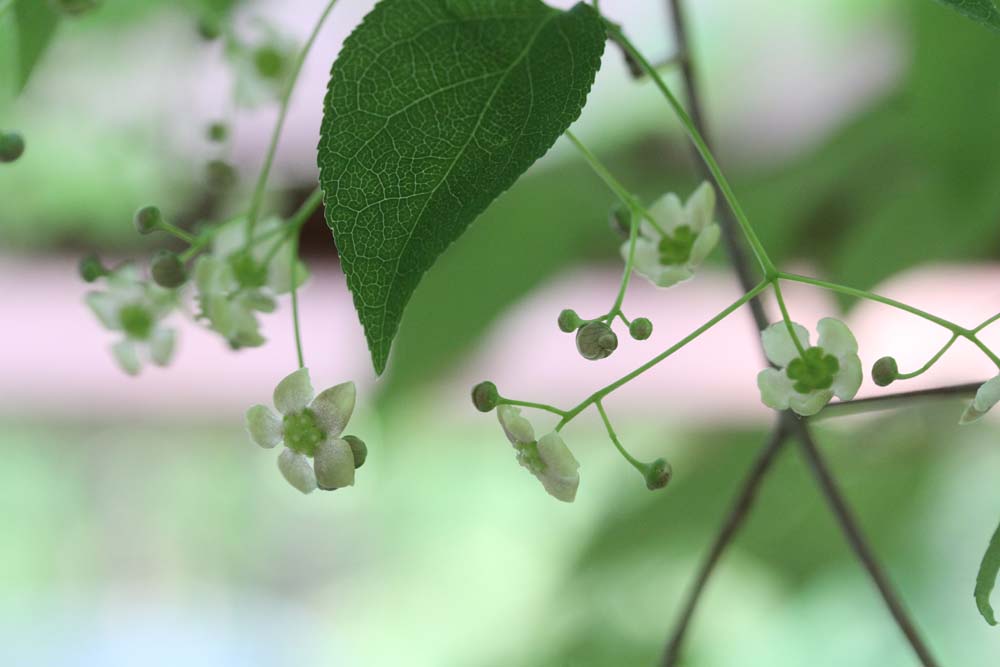 ツリバナの可愛い花 ベルと高原の家