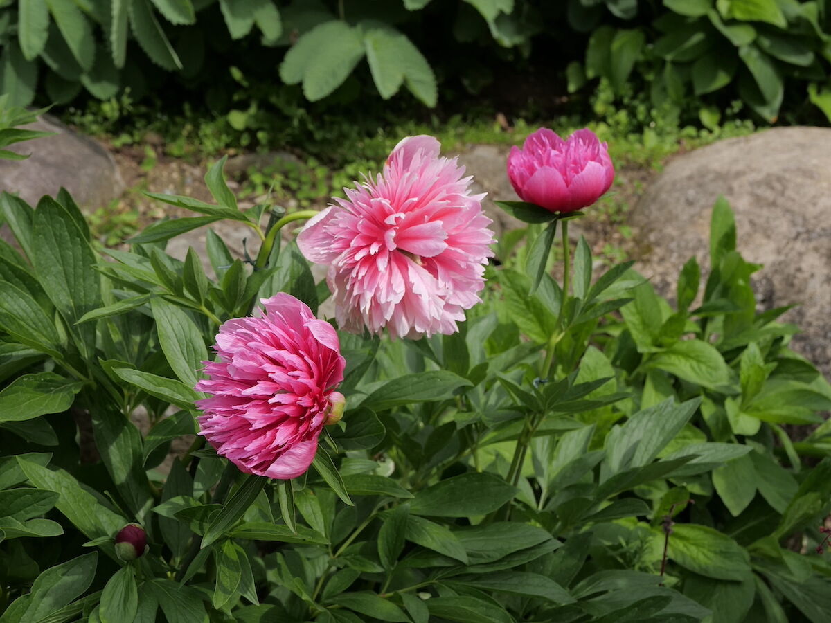 芍薬が咲き始めました ベルと高原の家