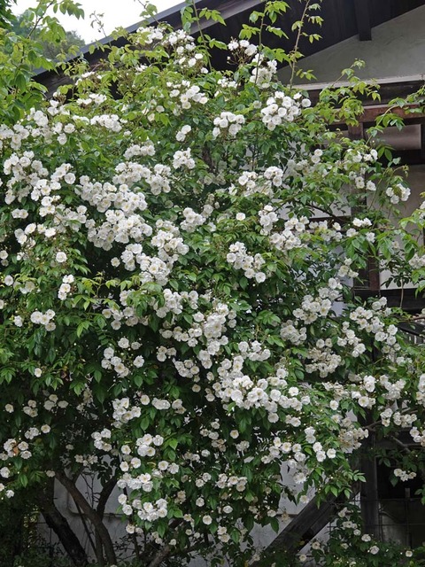 DSC04000