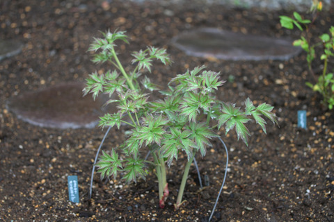 芍薬IMG_1038