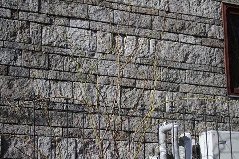 IMG_0256