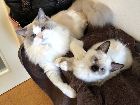 ニヒキIMG_0362
