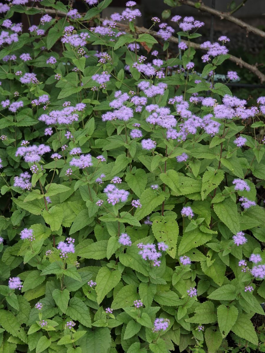 庭の様子 青と白のユーパトリウム And ガスコンロデビュー ベルと高原の家 庭の様子 青と白のユーパトリウム And ガスコンロデビュー ベルと高原の家