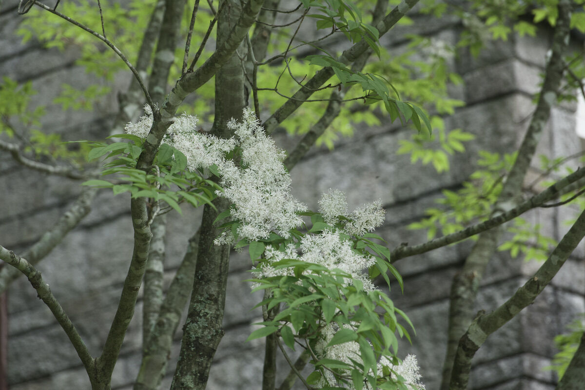 アオダモの花が咲きました And ツリバナの花 ベルと高原の家 アオダモの花が咲きました And ツリバナの花 ベルと高原の家