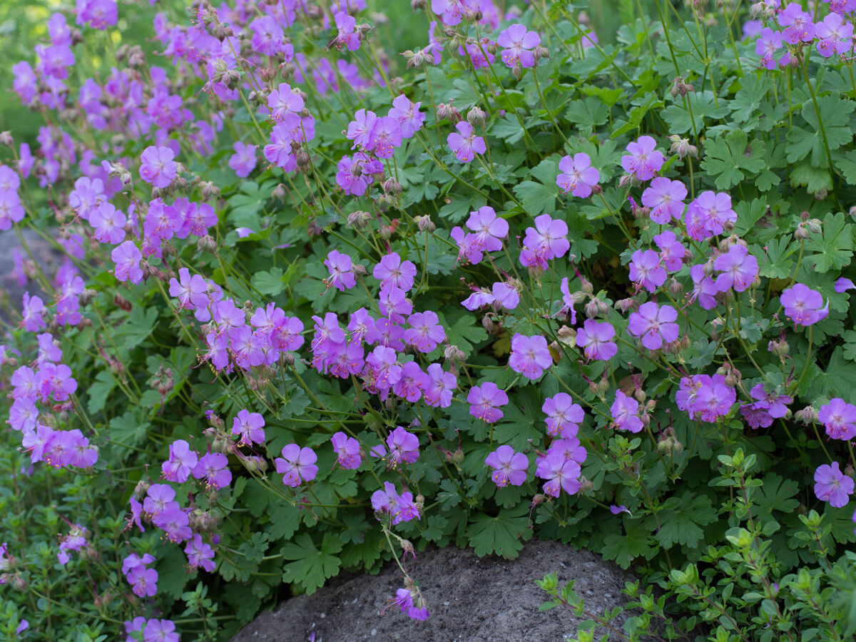 庭の様子 ベルと高原の家