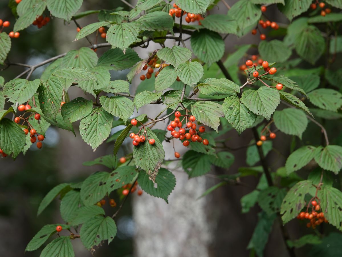 ガマズミが赤くなりました ベルと高原の家
