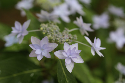 七段花IMG_5091