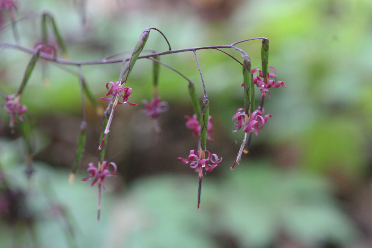 秋の山野草 クサヤツデ 吉野草 の花と花後 And 猫たち納戸に入る ベルと高原の家 秋の山野草 クサヤツデ 吉野草 の花と花後 And 猫たち納戸に入る ベルと高原の家