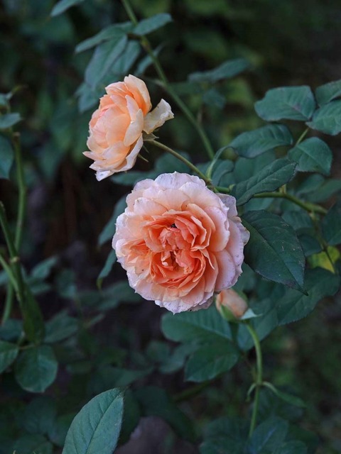 DSC09510
