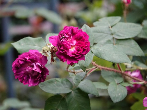 DSC03845ラネイ