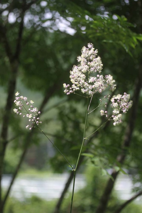 タリクトラムエリンIMG_8435