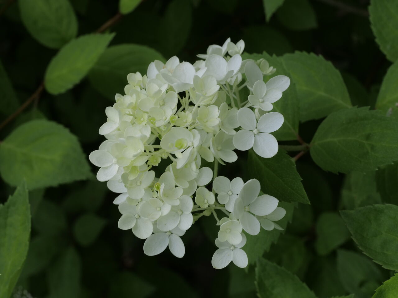 アナベルとノリウツギ ボブシェル ベルと高原の家