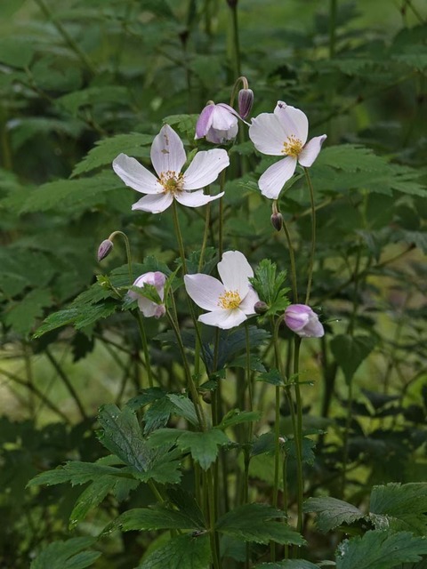 DSC04200