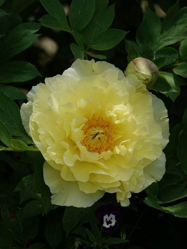 黄色の芍薬 オリエンタルゴールドとボーダーチャーム And ミルクッチの昼寝 ベルと高原の家 黄色の芍薬 オリエンタルゴールドとボーダーチャーム And ミルクッチの昼寝 ベルと高原の家