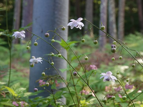 DSC08564