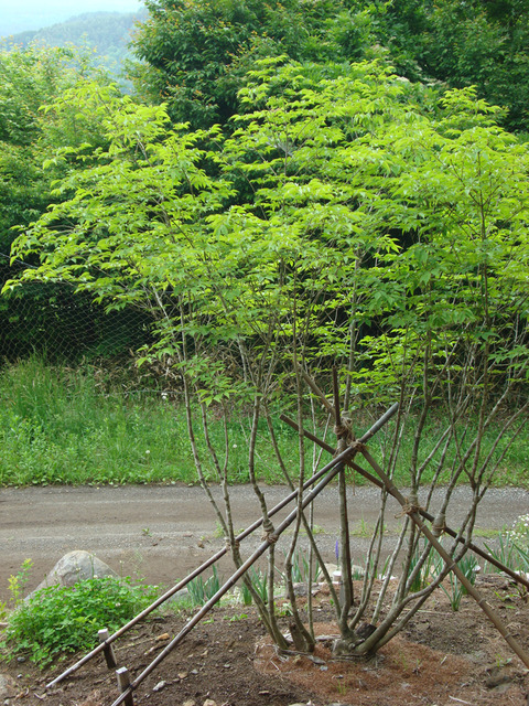 アオダモDSC03248
