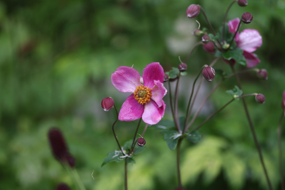 秋はやっぱりシュウメイギク ベルと高原の家