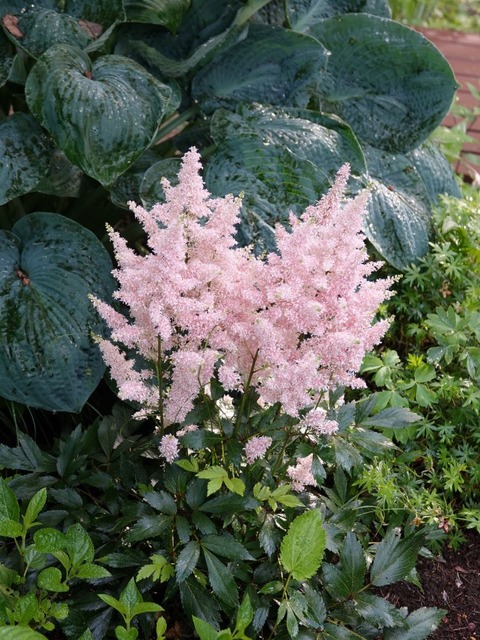 DSC04250