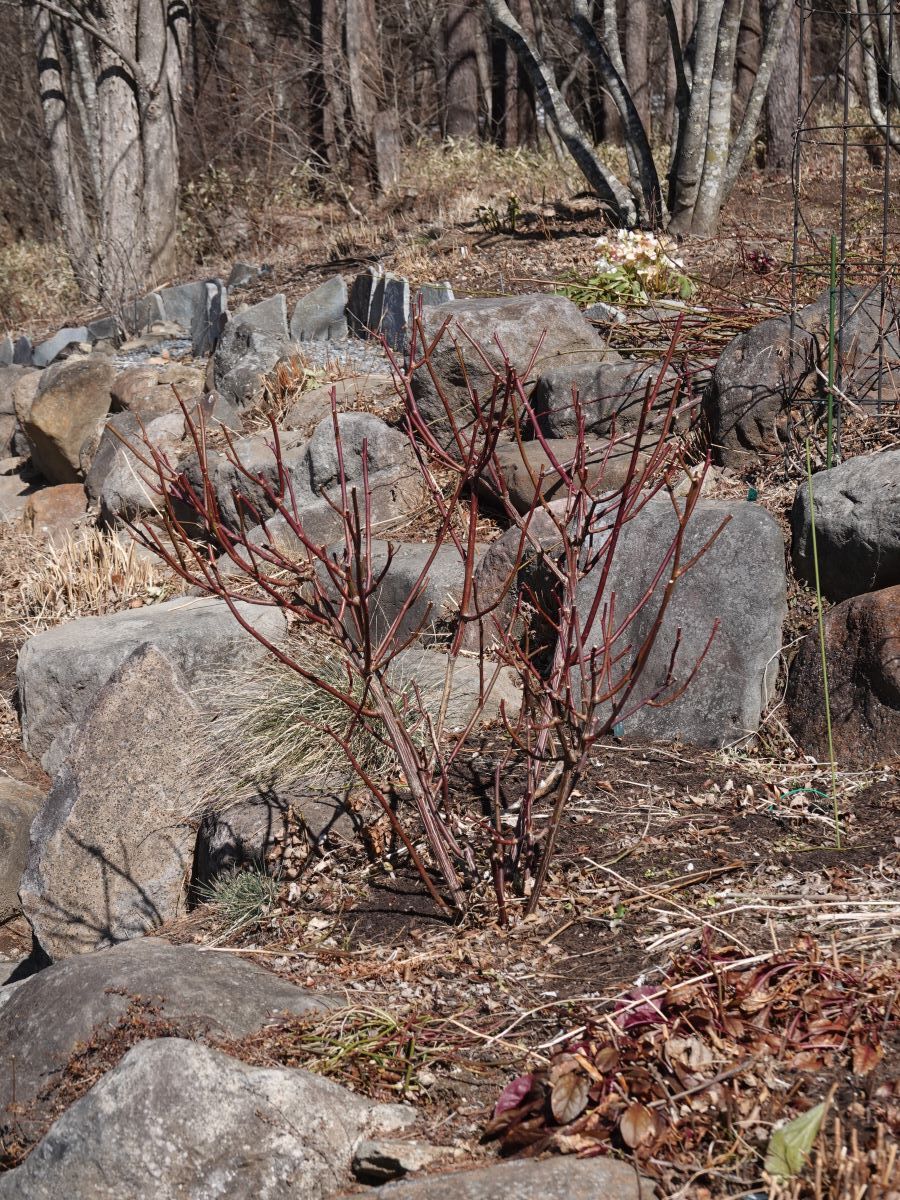 バラの剪定 つづきです And 黄花系のバラについて ベルと高原の家