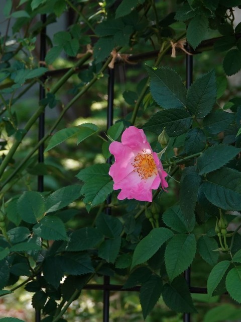 DSC02379 (2)