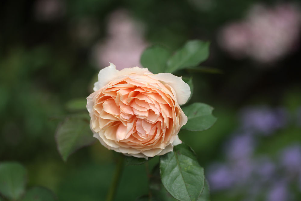 秋にバラが咲く幸せ パート１ リモンチェッロと絆 ベルと高原の家